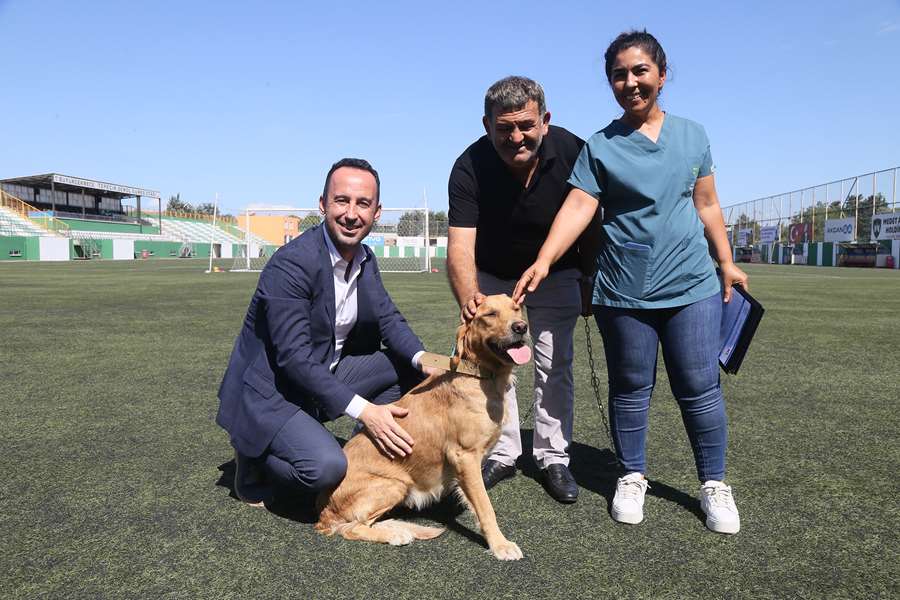 176 sokak köpeği bekçi köpeği oldu!
