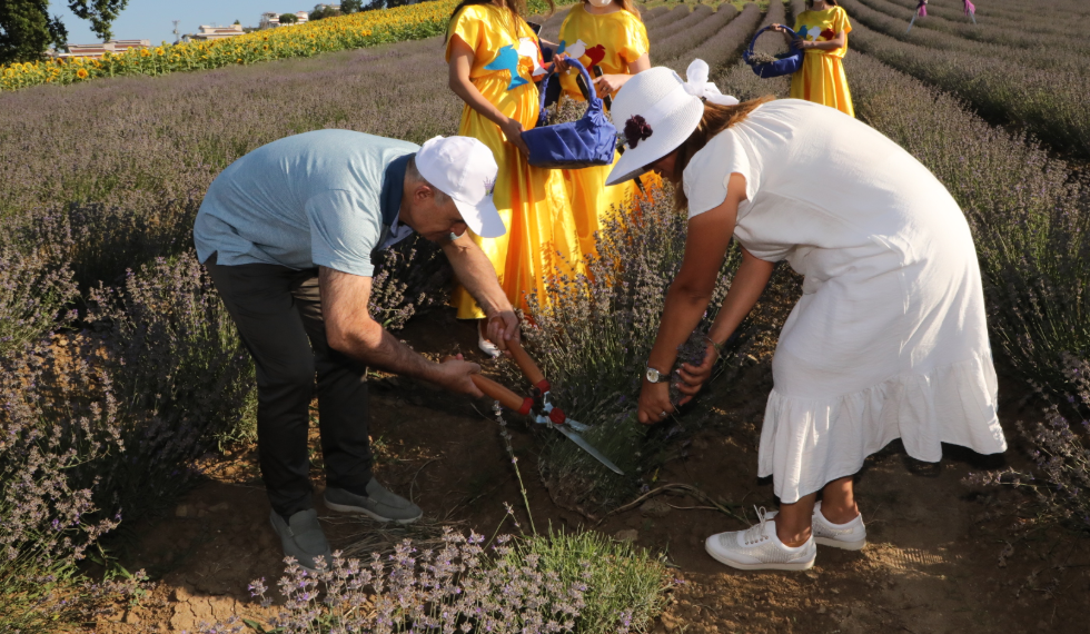 Lavanta Hasat Şenliği renkli görüntülerle gerçekleşti